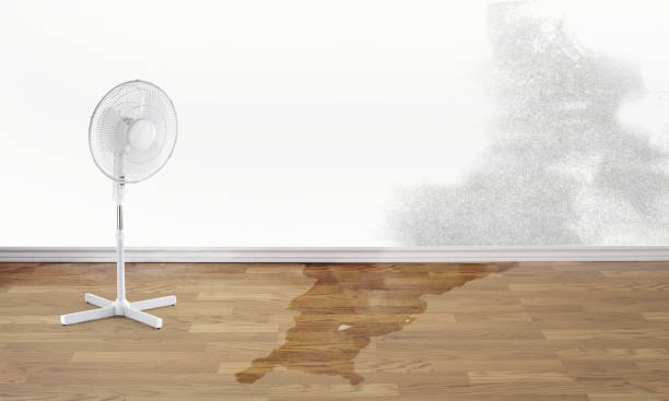 Best Local water damage restoration  in Jackson, WI
