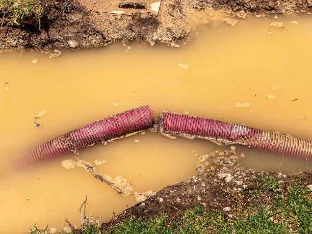 Best Professional water damage repair  in Jackson, WI