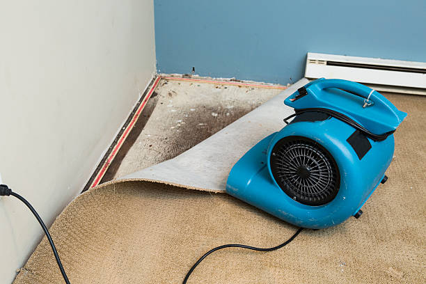 Best Sewage cleanup and water damage restoration  in Jackson, WI